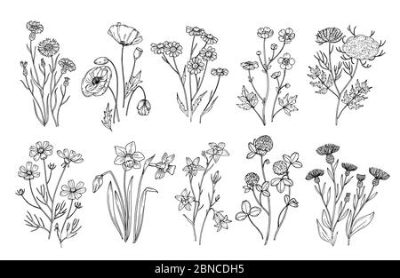 Wild flowers. Sketch wildflowers and herbs nature botanical elements. Hand drawn summer field flowering vector set. Illustration of floral field, wild flower white black line Stock Vector