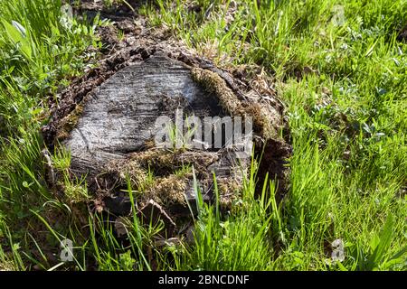 Old brown stump covered with moss and overgrown with green lush grass on a summer sunny day. Aged tree with traces of scars from an ax. Stock Photo