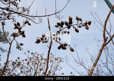 Paulownia tomentosa branch with fruit in winter Stock Photo