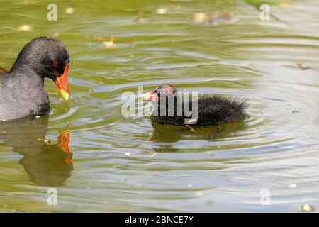 Very young Moorhen (gallinula chloropus) chick with its parent in a lake surrounded by reeds Stock Photo