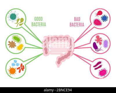 Poster of intestinal flora gut health vector concept with bacteria and probiotics icons isolated on white background. Illustration of bacteria intestine, probiotic intestinal Stock Vector