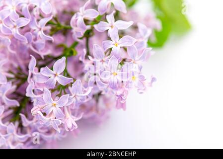 Close-up macro flowers of lilac. Brunch of blooming lilac isolated on white background. Stock Photo