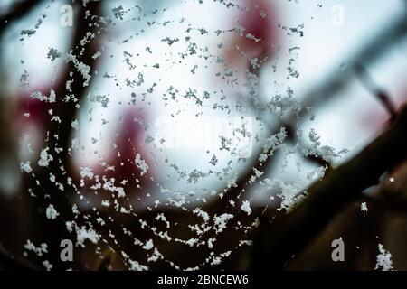 Spider web covered with the snowflakes Stock Photo