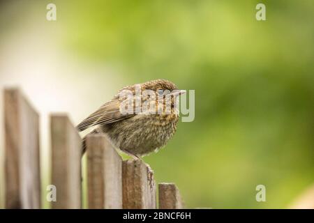 Juvenile European robin (Erithacus rubecula) perched on a garden fence with natural green bokeh background Stock Photo