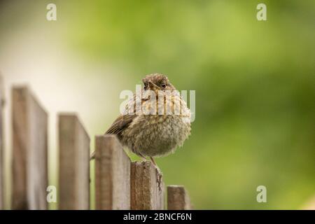 Juvenile European robin (Erithacus rubecula) perched on a garden fence with natural green bokeh background Stock Photo