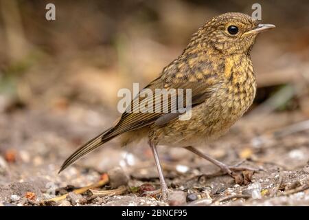 Juvenile European robin (Erithacus rubecula) on the ground camouflaged by soil in a garden Stock Photo
