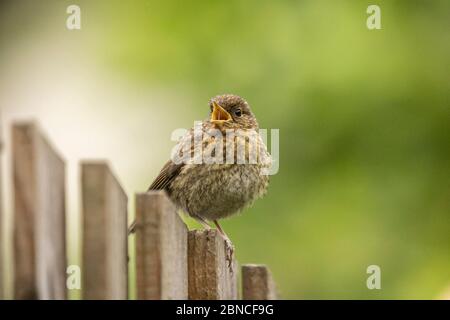 Juvenile European robin (Erithacus rubecula) perched on a garden fence with natural green bokeh background Stock Photo