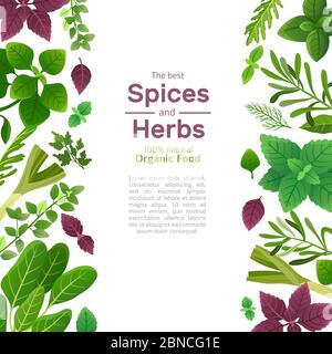 Spices and herbs. Basil mint spinach coriander parsley dill and thyme. Indian spice cooking asian food ingredients vector background. Illustration of mint and parsley, dill and basil Stock Vector