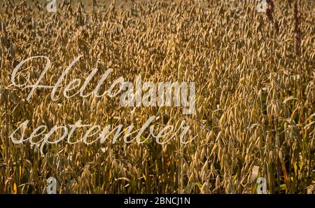 Autumnfall mood with greeting Hello September, oat field at countryside, agriculture at farm Stock Photo