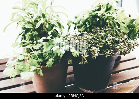 growing herbs on porch or balcony, close-up of potted basil, thyme, sage and coriander plants Stock Photo