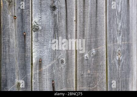Gray wooden vertical boards with nails background. Texture of an old fence made of wood. Not painted old wooden surface. copy space Stock Photo
