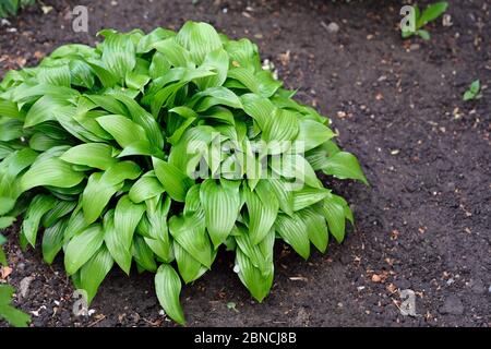 Hosta in landscape design. A plant with large green leaves in the garden. Bush hosts in the garden near the house. Stock Photo