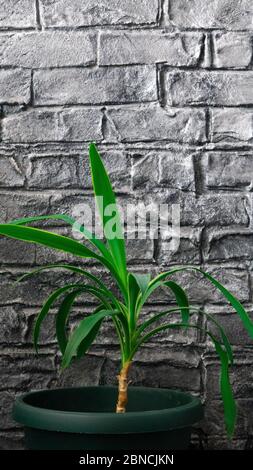 Green potted plant on a grey brick wall texture. Dark brick wall background. Stock Photo