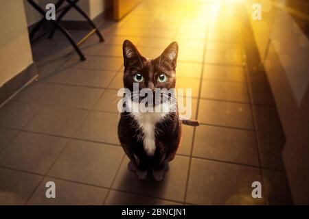 Black and white cat looking hopefully into the camera Stock Photo - Alamy