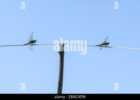 Two Dragonflies on a rope against the blue sky Stock Photo