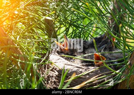 Closeup of a nest made by clay mud birds of branches and dry grass in which little gray chicks are sitting with young feathers and with open beaks beg Stock Photo