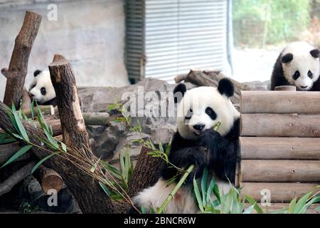 Not effected by the outbreak of COVID-19,the panda family live healthly in Berlin zoo in Berlin, Germany on 13th May, 2020.(Photo by TPG/cnsphotos) (Photo by Top Photo/Sipa USA) Stock Photo