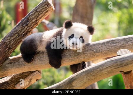 Not effected by the outbreak of COVID-19,the panda family live healthly in Berlin zoo in Berlin, Germany on 13th May, 2020.(Photo by TPG/cnsphotos) (Photo by Top Photo/Sipa USA) Stock Photo