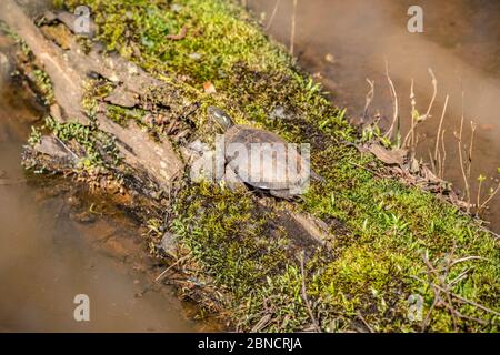 A single medium sized painted turtle resting and sunbathing on a mossy log in the water at the wetlands on a bright sunny day in spring Stock Photo