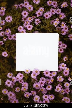 White paper on the top of small purple flowers Stock Photo