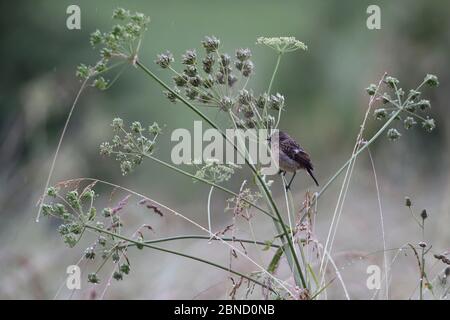 European stonechat (Saxicola rubicola) juvenile, Vosges, France, June. Stock Photo