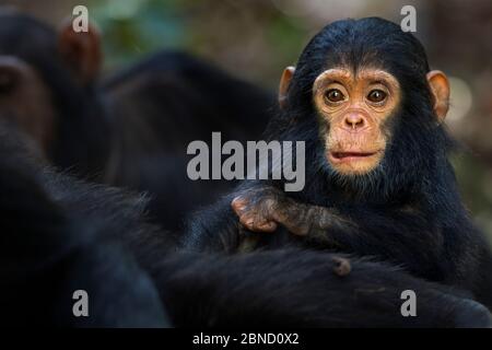 Eastern chimpanzee (Pan troglodytes schweinfurtheii) infant male 'Fifty' aged 1 year sitting amongst his resting family. Gombe National Park, Tanzania Stock Photo