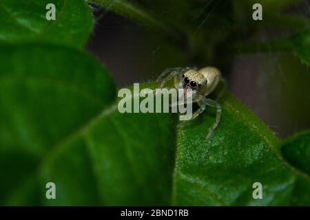 Macro shot tiny jumping spider on the leaf