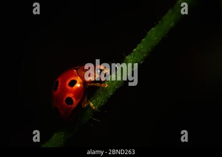 Red black pointed ladybug resting on the plant branch Stock Photo