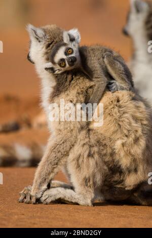 Ring tailed lemur (Lemur catta) baby (2-4 weeks) on mothers back, Berenty Private Reserve, Madagascar Stock Photo