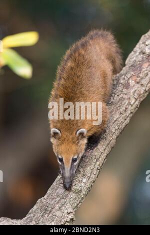 Coatimundi (Nasua nasua) climbing along branch, Pantanal, Brazil. Stock Photo