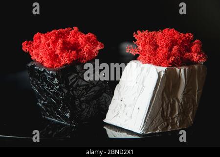 claret moss in a black and white concrete pots Stock Photo