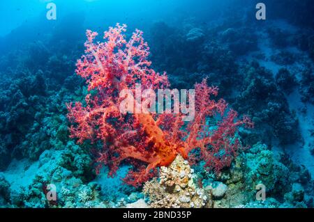 Soft corals (Dendronephthya sp.).  Egypt, Red Sea. Stock Photo