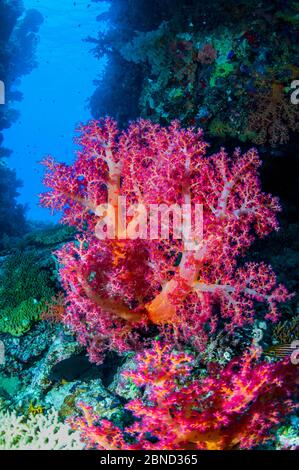 Soft corals (Dendronephthya sp.).  Egypt, Red Sea. Stock Photo