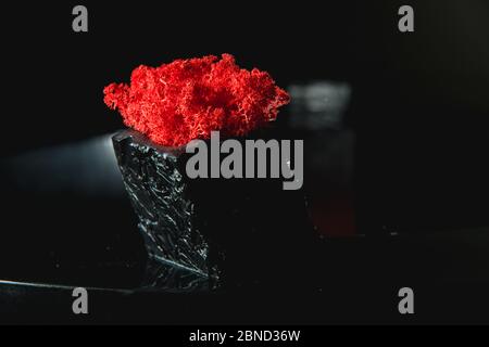 claret moss in a black concrete pot Stock Photo