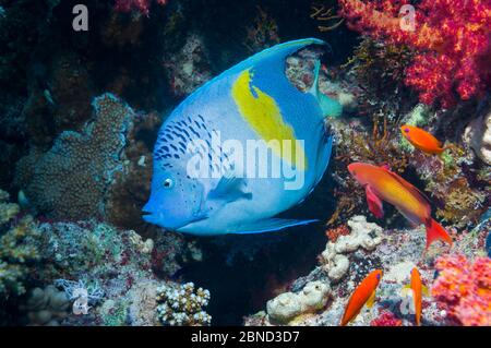 Yellowbar angelfish (Pomacanthus maculosus) swimming over rocky reef, Egypt, Red Sea. Stock Photo