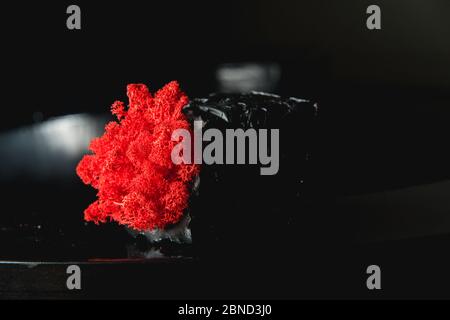 claret moss in a black concrete pot Stock Photo