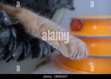 Ginger cat leg Stock Photo