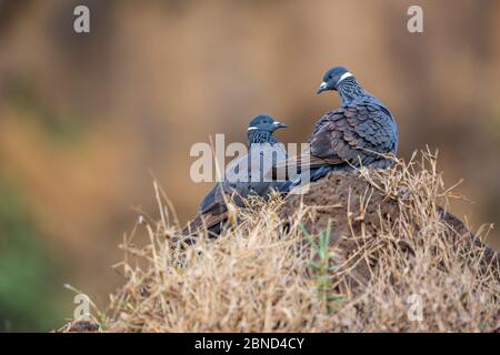 White-collared pigeon (Columba albitorques) near Tisisat Falls / Blue Nile Falls, Blue Nile river, Lake Tana Biosphere Reserve region, Ethiopia. Endem Stock Photo