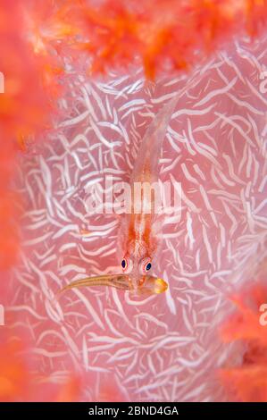 Common ghostgoby (Pleurosicya mossambica) with another fish in its mouth on soft coral (Dendronephthya sp.). Tulamben, Bali, Indonesia. Java Sea Stock Photo