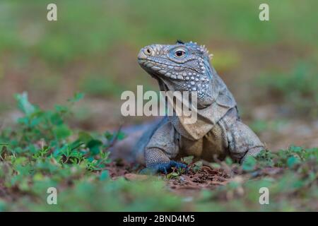 Cayman Islands blue iguana (Cyclura lewisi) with fly on its head, Little Cayman, Cayman Islands. Stock Photo