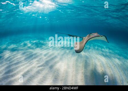 Southern stingray (Hypanus americanus) swimming over sand ripples on sand bar in late afternoon light. Grand Cayman, Cayman Islands. Caribbean Sea. Stock Photo