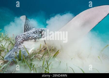 White spotted eagle ray (Aetobatus narinari) feeding by digging in the sand and seagrass for invertebrates. East End, Grand Cayman, Cayman Islands, Ca Stock Photo