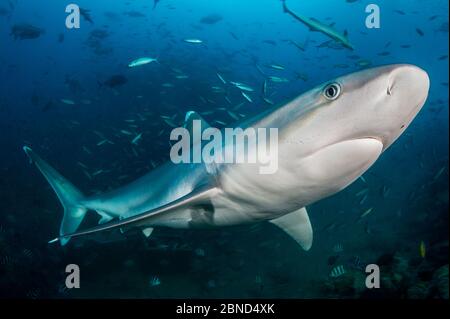 Portrait of Silvertip shark (Carcharhinus albimarginatus). Beqa Lagoon, Viti Levu, Fiji, Polynesia. Tropical South Pacific Ocean. Movement blur added Stock Photo