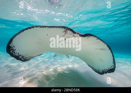 Southern stingray (Hypanus americanus) swimming over a sand bar in the early morning. Grand Cayman, Cayman Islands. Caribbean Sea. Stock Photo