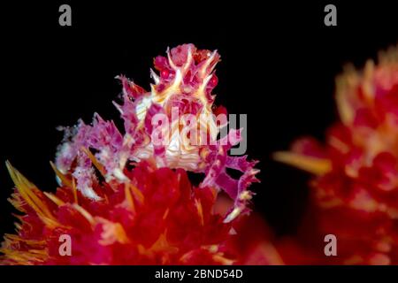 Candy crab (Hoplophrys oatesi), with soft coral polyps stuck to its body, on soft coral (Dendronepthya sp) at night.  Yillet Kecil, Yillet Islands, Mi Stock Photo