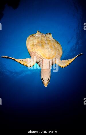 Hawksbill sea turtle (Eretmochelys imbricata) diving down to reef, after breathing at surface. Rocky Island, Egypt. Red Sea. Stock Photo