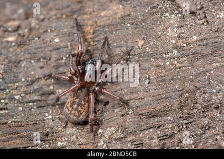 False black widow spider (Steotoda nobilis) Sussex, England, UK, November. Stock Photo