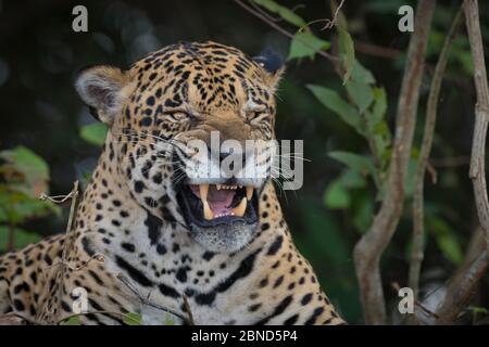 Jaguar (Panthera onca) yawning, Pantanal Brazil. Stock Photo
