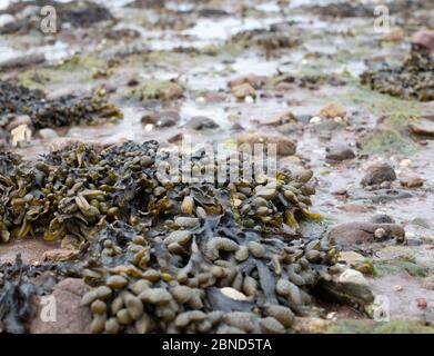 Brown Seaweed on Stony beach Stock Photo