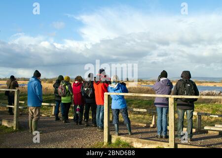 Bird watchers scanning reedbeds at RSPB Ham Wall Reserve. Formed from abandoned peat diggings and part of the Avalon Marshes wildlife complex on the S Stock Photo
